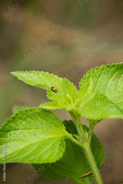 Fototapeta ladybug on leaf