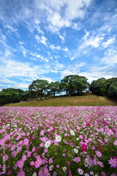 Fototapeta コスモス畑