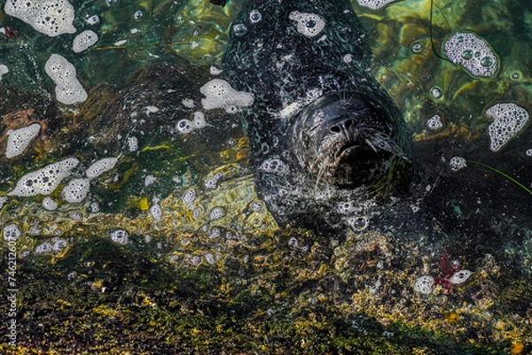 Obraz seal in the ocean