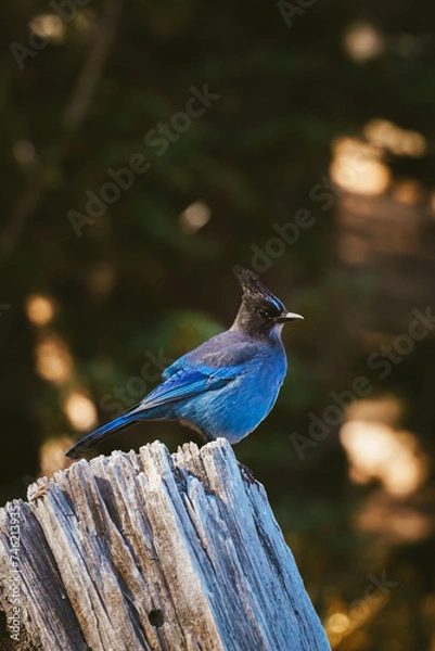 Obraz stellar jay on a stump