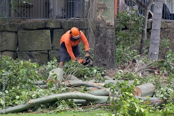 Fototapeta Arborists cutting down large tree trunk