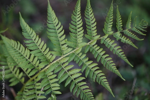 Obraz 고사리 자태