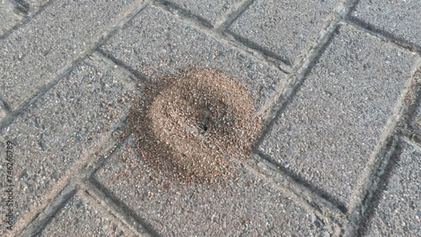 Obraz Anthill created on paving slabs close up