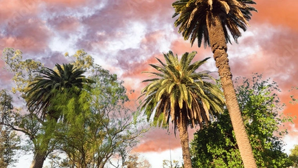 Obraz Large palm tree on the background of crimson clouds and sunset