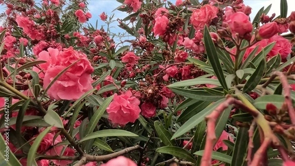 Obraz Cluster of red flowers in a flower pot. Oleander