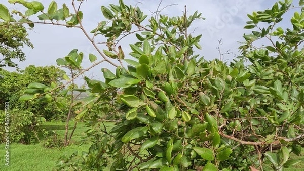 Obraz Tree filled with lots of green leaves