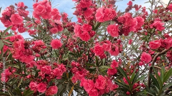 Obraz Cluster of red and pink oleander flowers