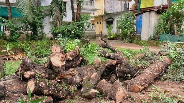 Obraz fallen and sawn tree in a tropical country