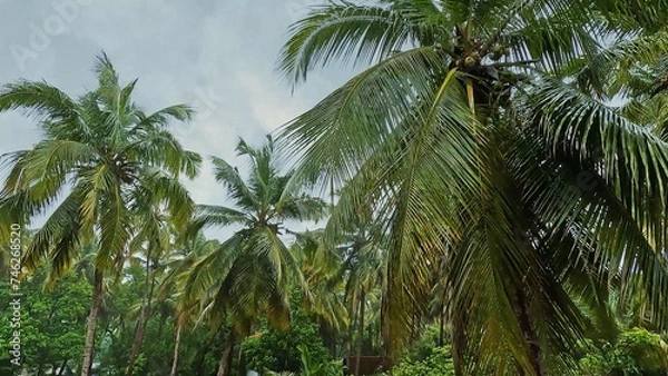 Obraz Monsoon rain falling On Palm Tree Leaves
