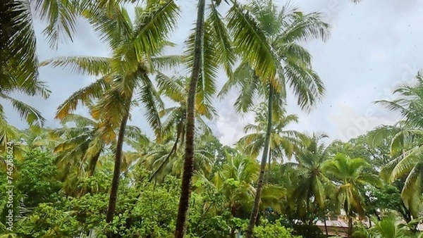 Obraz Tropical rain forest. Monsoon rain falling on Tree Leaves