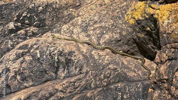 Obraz Viper crawls on a granite rock wall