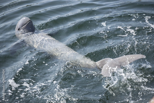 Obraz Delfin Irrawaddy pływanie w oceanie.