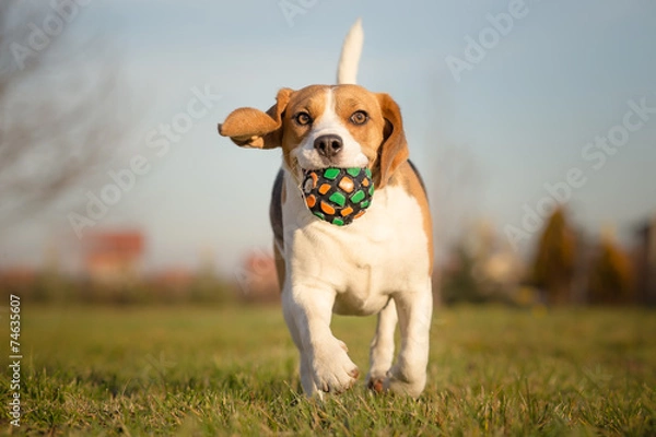 Obraz Playful Beagle Dog
