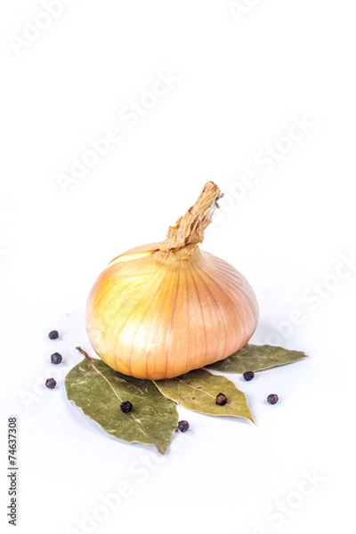 Obraz whole onion bulb on a bay leaf