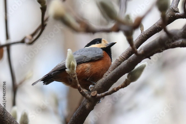 Fototapeta varied tit