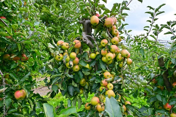 Fototapeta Apple orchard in the Altes Land west of Hamburg