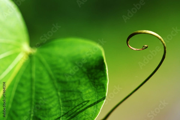 Obraz curve new green vine