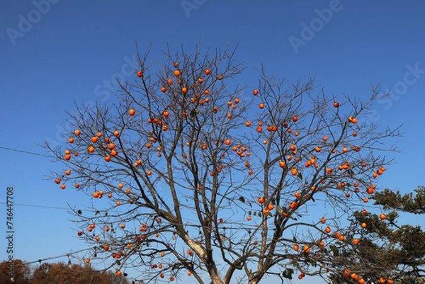Fototapeta persimmon tree