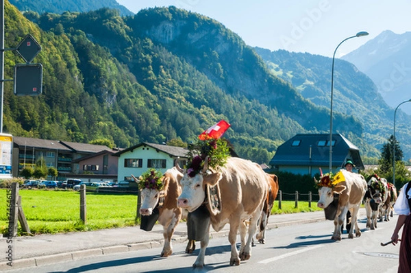 Obraz Swiss cows