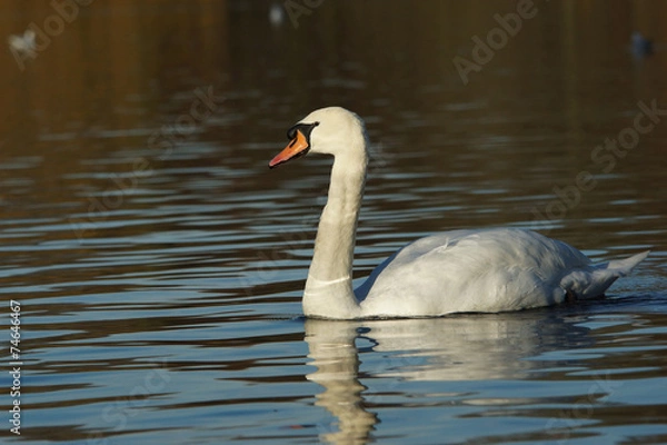 Fototapeta Mute Swan, Cygnus olor