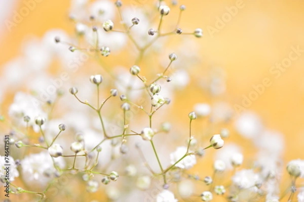 Fototapeta かすみ草　夏の花