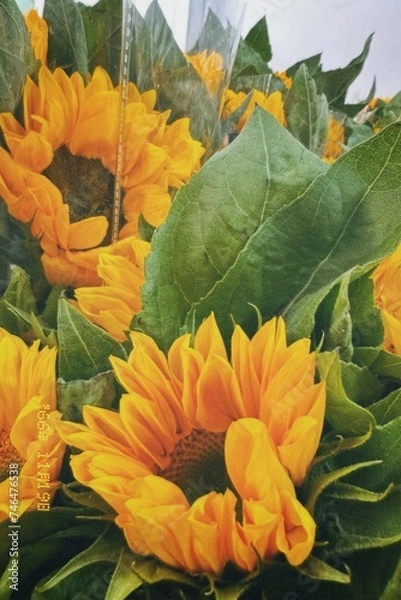 Obraz flowers in the garden