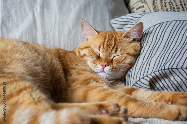 Fototapeta cute tabby orange cat sleeping on the bed