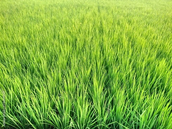 Obraz green rice field