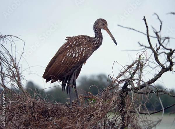 Obraz Limpkin Bird Perching