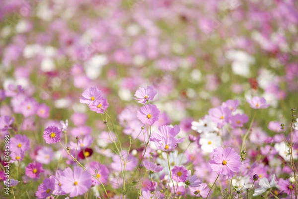 Fototapeta コスモス畑