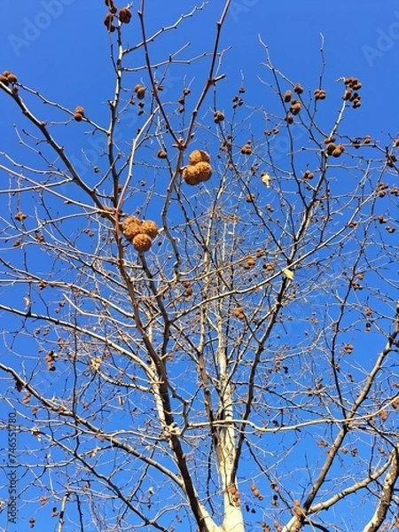 Obraz branches against blue sky
