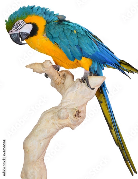 Obraz Blue and Gold Macaw