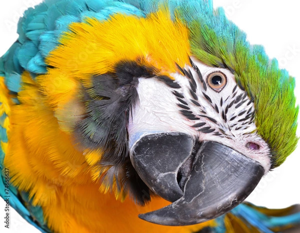 Obraz Blue and Gold Macaw