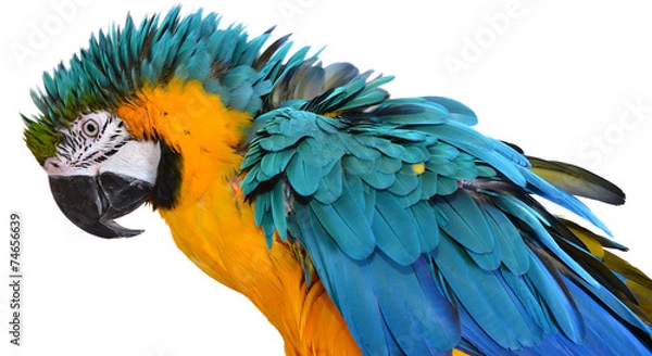 Obraz Blue and Gold Macaw