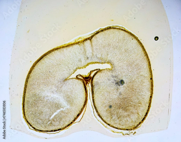 Obraz life under a microscope