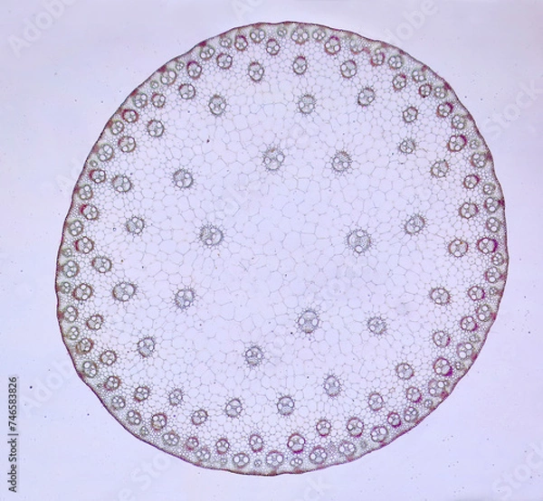 Obraz life under a microscope