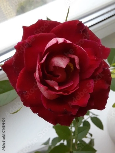 Obraz single red rose