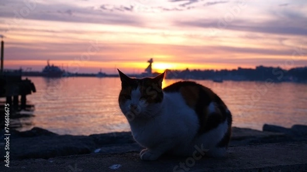 Obraz a peaceful cat at sunset