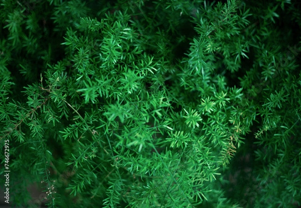 Obraz green leaf nature in the forest