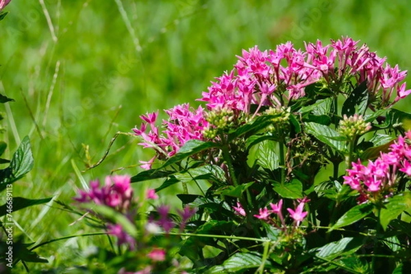 Fototapeta ピンク色の小さな花たち