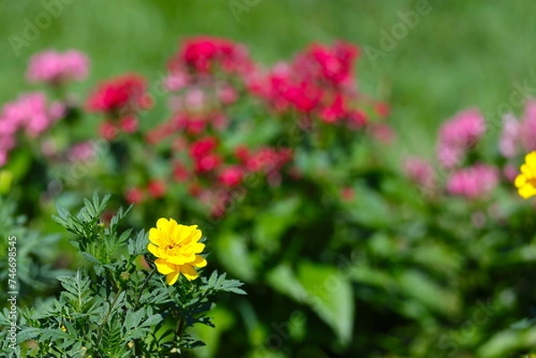 Obraz ピンクの花を背景に咲く黄色い花