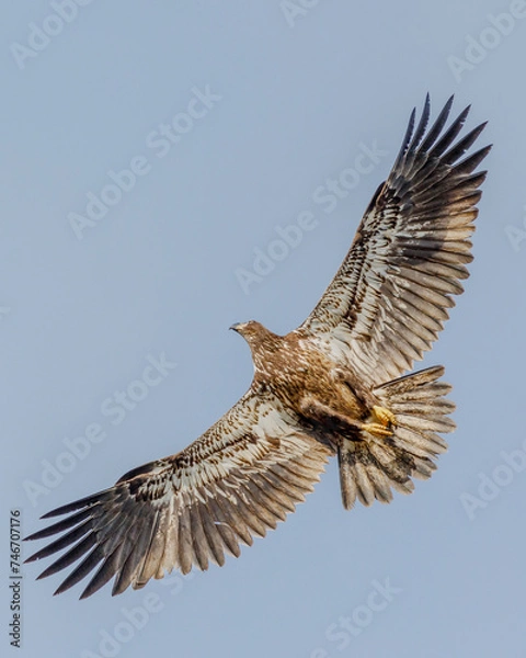 Obraz eagle in flight