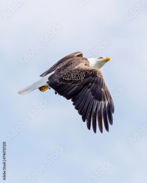 Fototapeta american bald eagle
