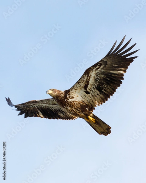 Fototapeta eagle in flight
