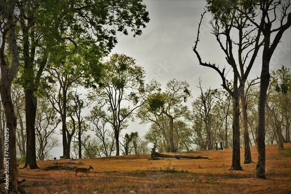 Fototapeta The forest where man and animals confronts, save nature, save nature, save forest, save wild animals, care other's feeling