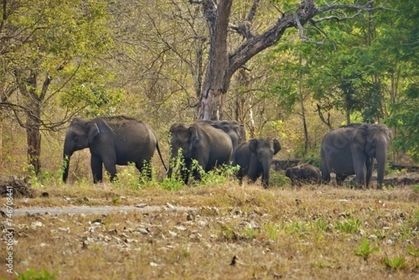 Fototapeta The beauty of forest with a herd of elephants, muthumalai tiger reserve, Tamilnadu, India
