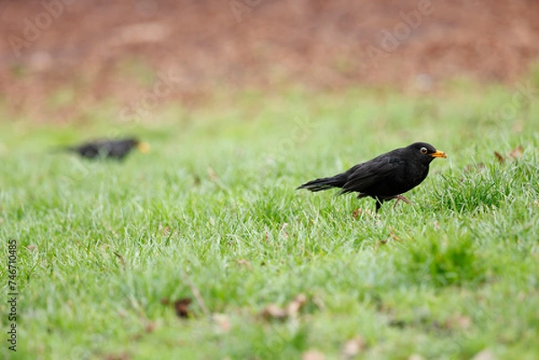 Obraz Merles noirs dans l'herbe du parc Monceau