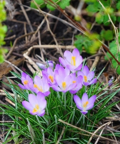 Fototapeta spring crocus flowers