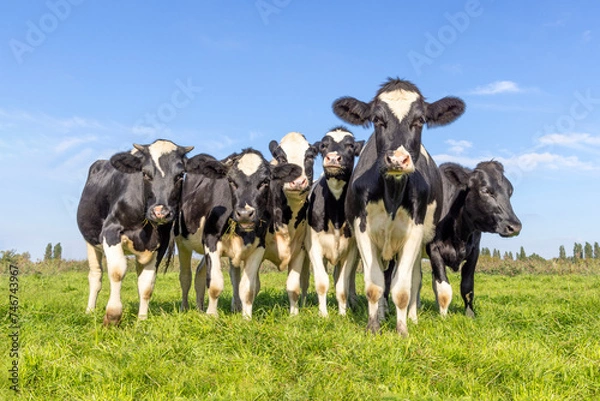 Obraz Group of cows together in a field, happy and joyful and a blue cloudy sky