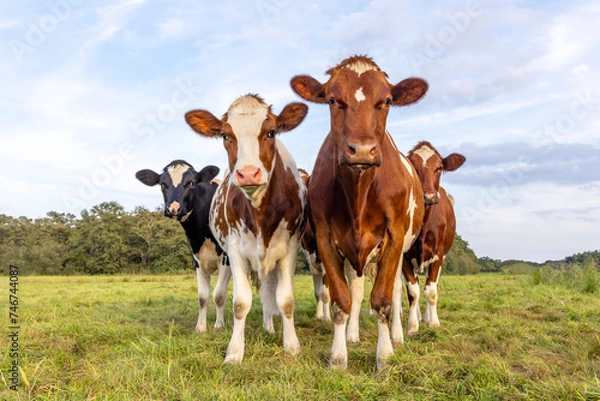 Obraz Herd of cows together in a field, happy and joyful and a cloudy sky